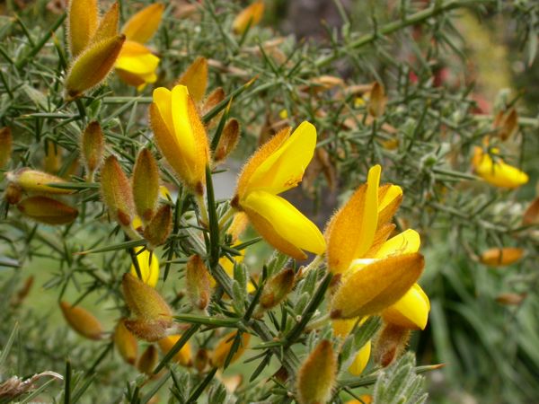Ulex europæus