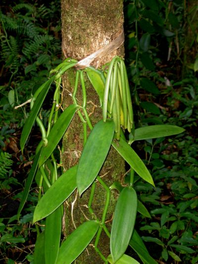 Vanilla planifolia