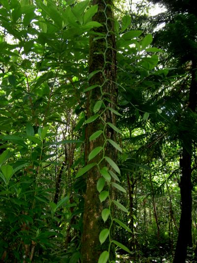 Vanilla planifolia