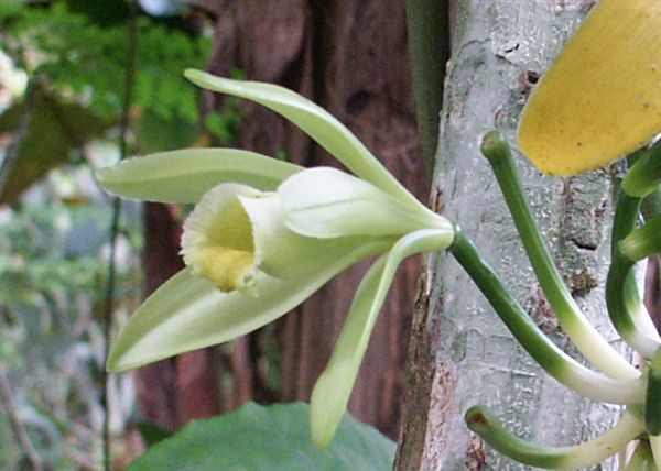 Vanilla planifolia