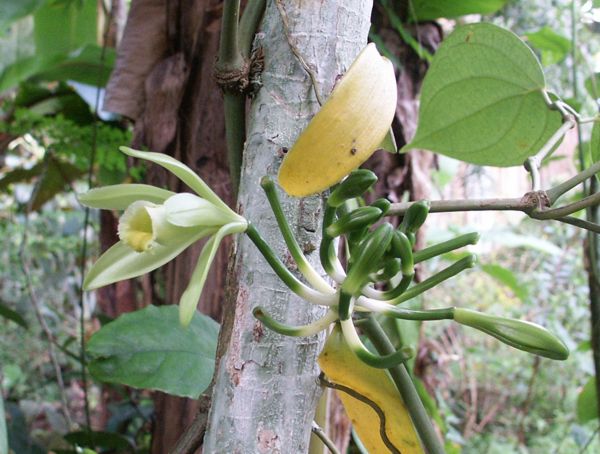 Vanilla planifolia