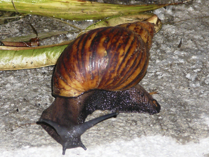 Achatina fulica