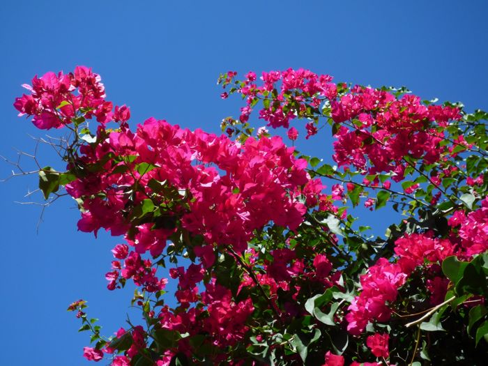 Bouganvillea