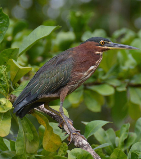 Butorides virescens