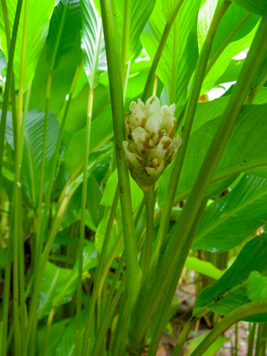 Calathea allouia