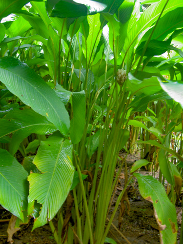 Calathea allouia