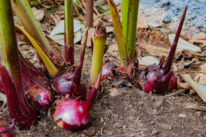 Canna edulis