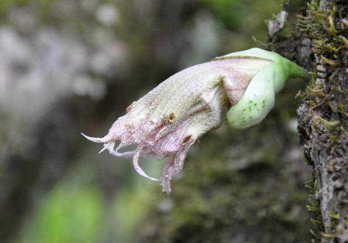 Crecentia cujete