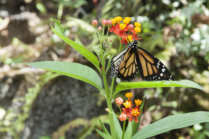 Danaus plexippus