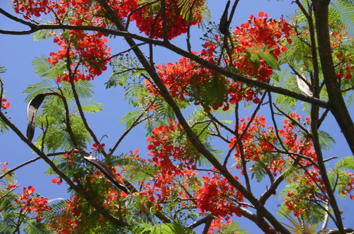 Delonix regia