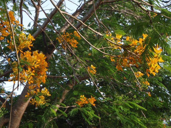 Delonix regia