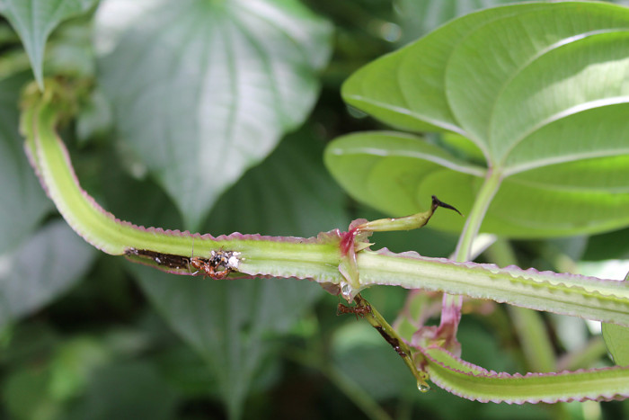 Dioscorea alata