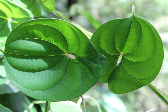 Dioscorea alata