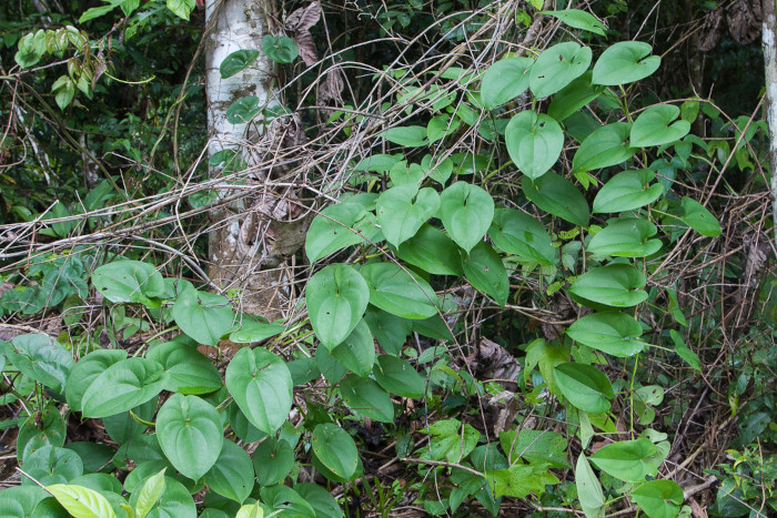 Dioscorea alata