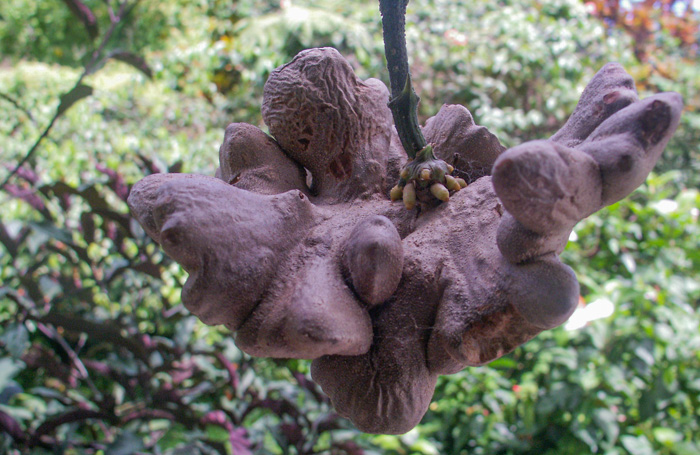 Dioscorea bulbifera