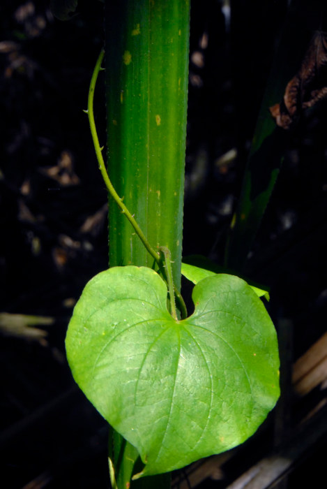 Dioscorea esculenta