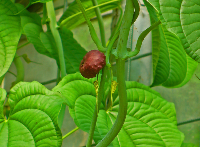 Dioscorea esculenta