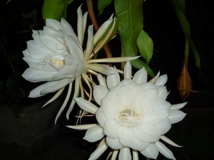 Epiphyllum oxypetalum