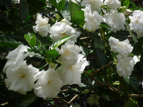 Gardenia