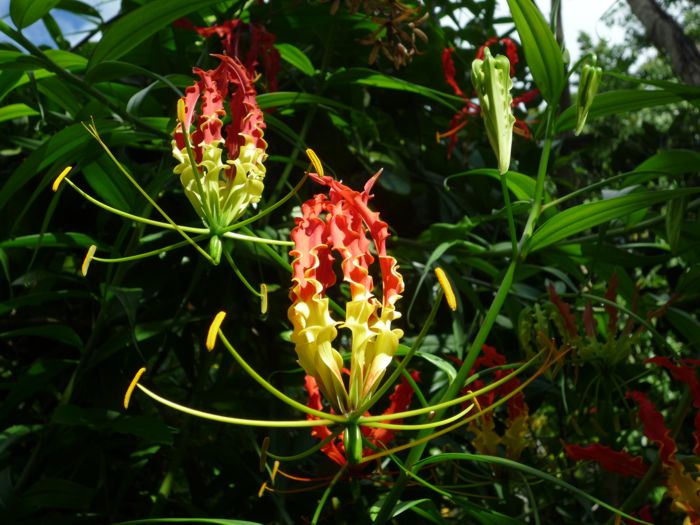 Gloriosa