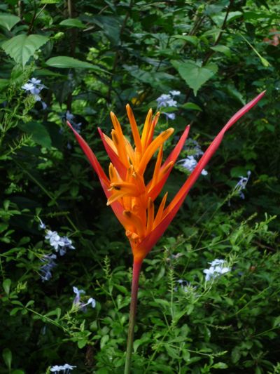 Heliconia psittacorum