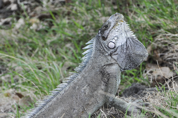 Iguana iguana