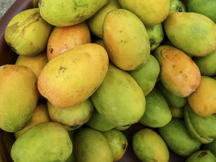 Mangifera indica