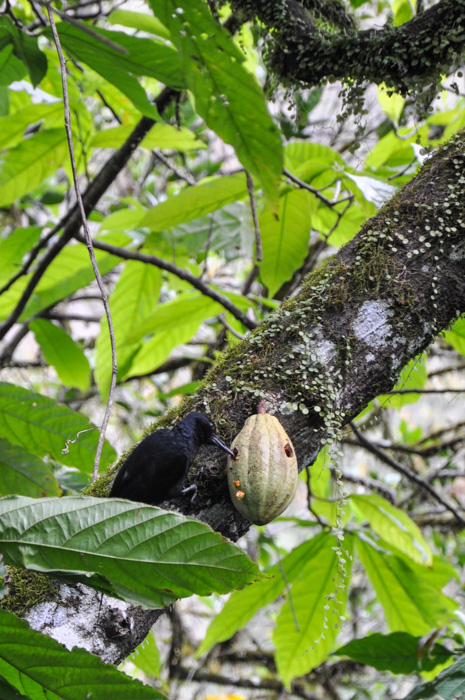 Melanerpes herminieri