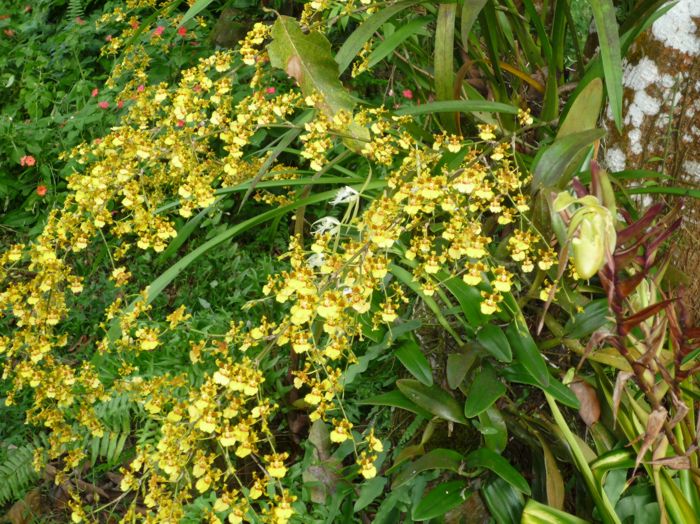 Orchidée
