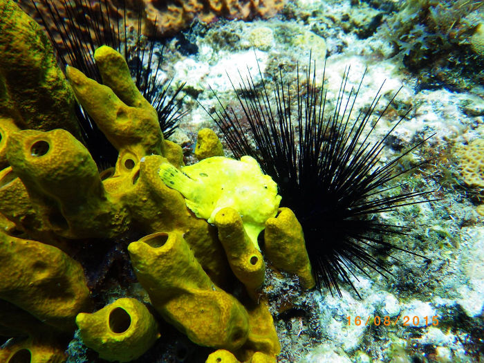 Pterois volitans (Poisson-lion)