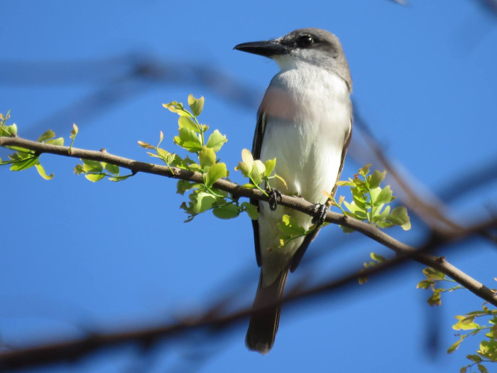 Columbina passerina nigrirostris