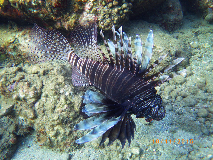 Pterois volitans (Poisson-lion)