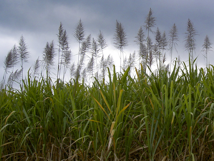 Canne à sucre en fleur (Saccharum officinarum).