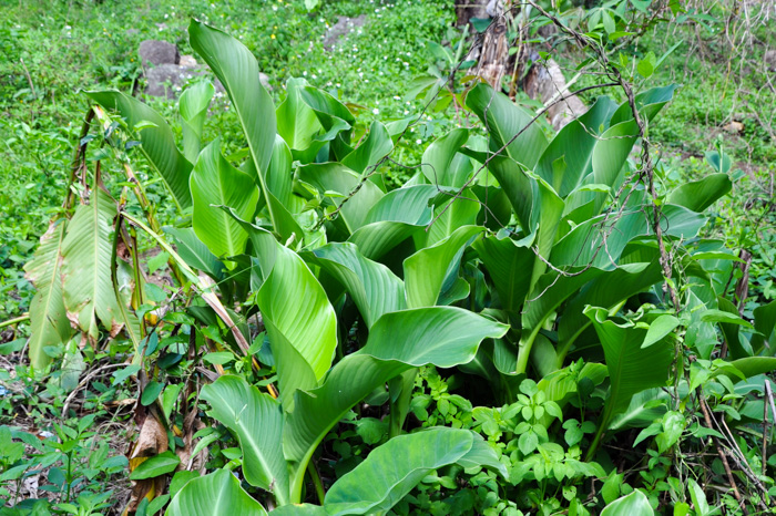 Canna indica