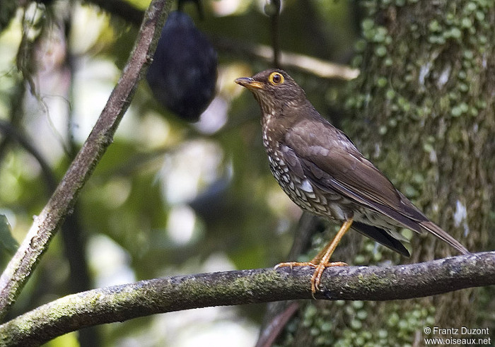 Turdus lherminieri