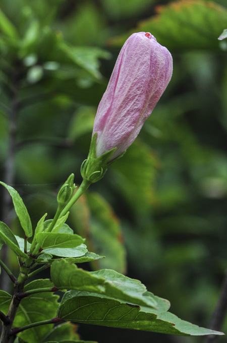 Hibiscus genevii