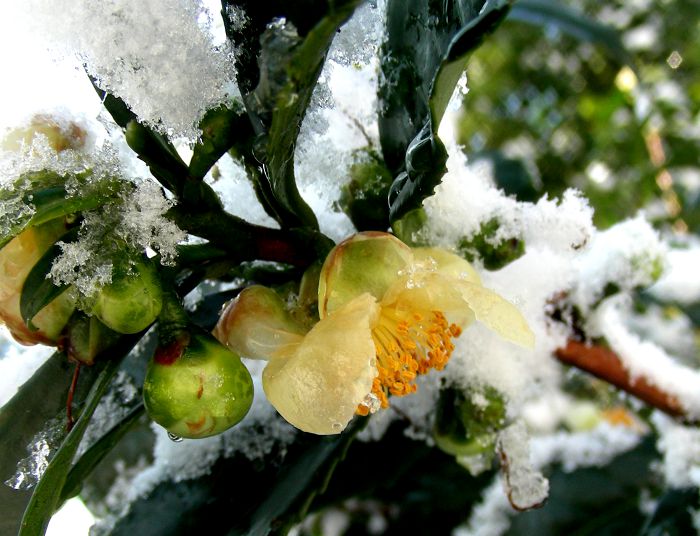 Camellia sinensis