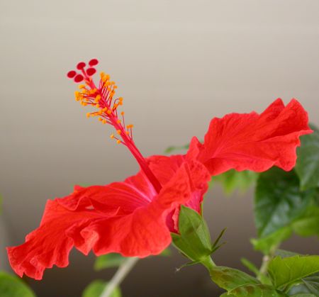 Hibiscus rosa-sinensis