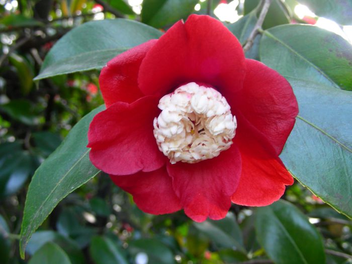 Camellia japonica, bokuhan-tsubaki