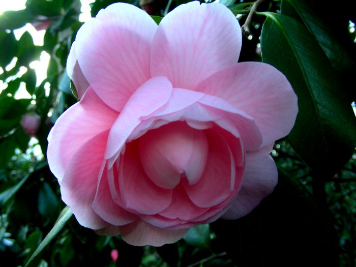Camellia japonica