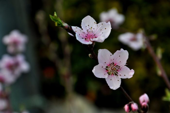 Prunus persica