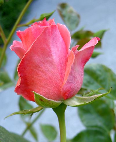 Rosa