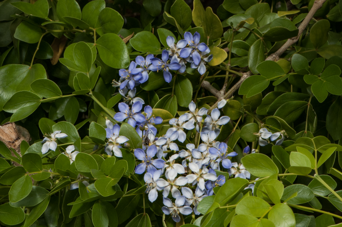Guaiacum officinale