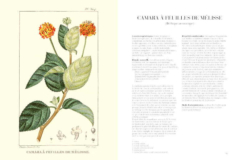 Flore médicale des Antilles