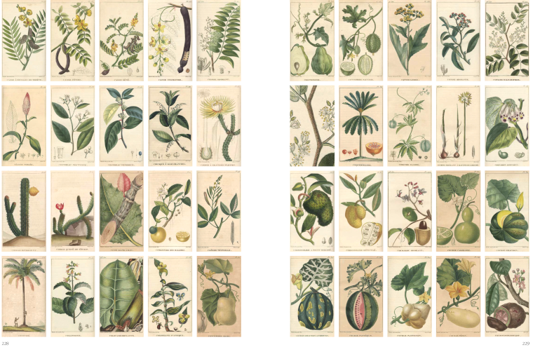 Flore médicale des Antilles