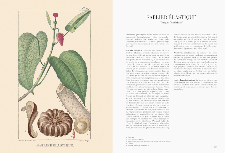 Flore médicale des Antilles