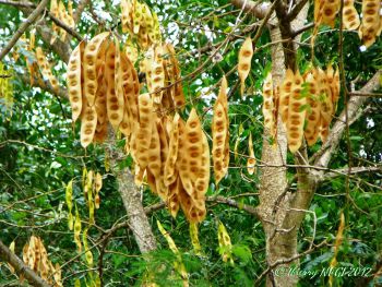 Albizia lebbeck