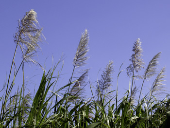 Saccharum officinarum