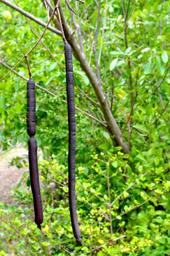Cassia fistula