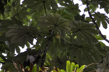 Cecropia schreberiana